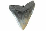 Fossil Megalodon Tooth - South Carolina #169194-1
